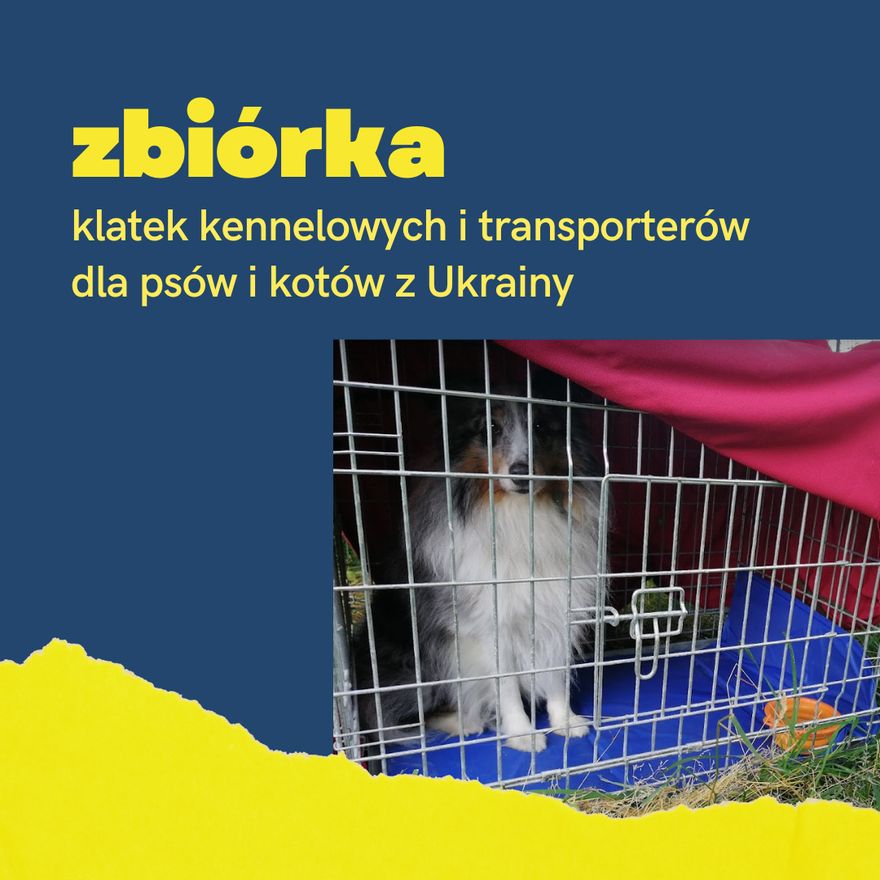 Wałbrzych/REGION: Na ratunek zwierzętom z Ukrainy