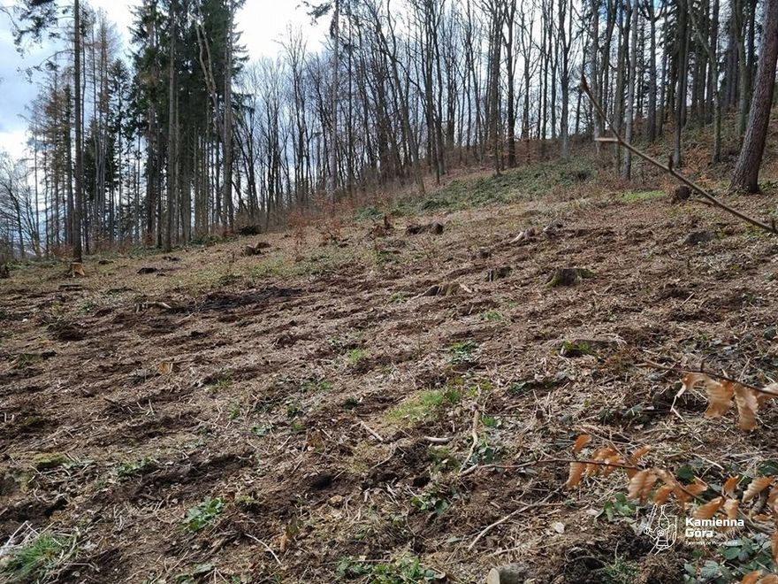 REGION, Kamienna Góra: Zasadzili 8 tysięcy sadzonek