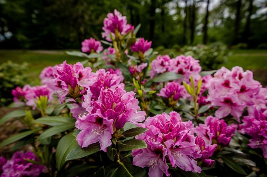 Wałbrzych: Kwitną rododendrony