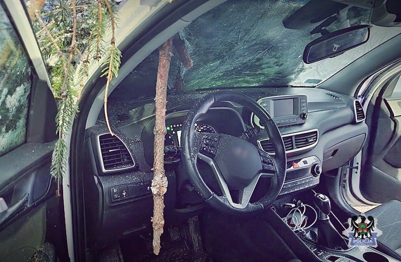 Wałbrzych/powiat wałbrzyski: Gałąź wbiła się w auto