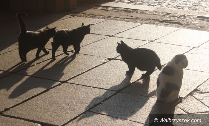 Wałbrzych/REGION: Koty wolnożyjące w zagrożeniu