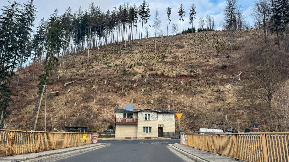 Wałbrzych/REGION: Nie chcą wycinki lasów