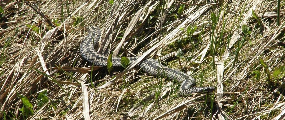 REGION, Mieroszów: Żmije sieją postrach na Górniczym