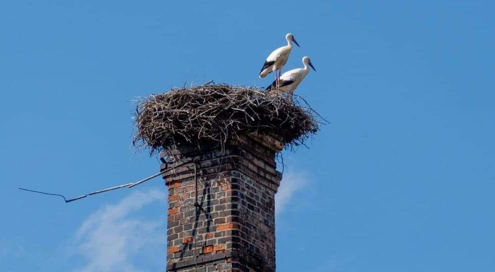 REGION, Mieroszów: Wybudują nowe gniazdo dla bocianów