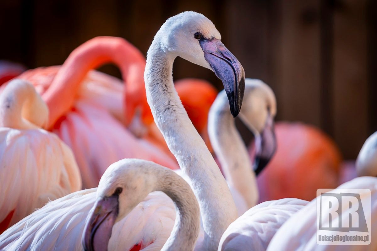 REGION, Łączna: Flamingi w ZOO Łączna