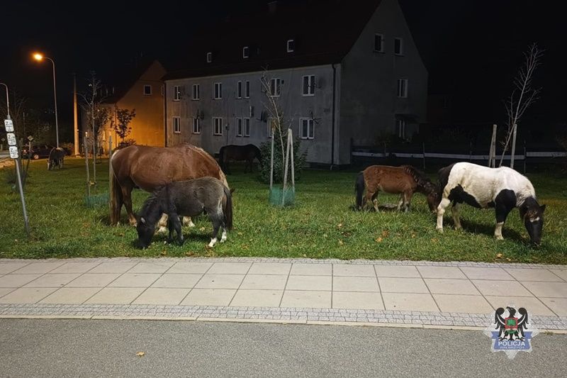 Wałbrzych: Konie na drodze