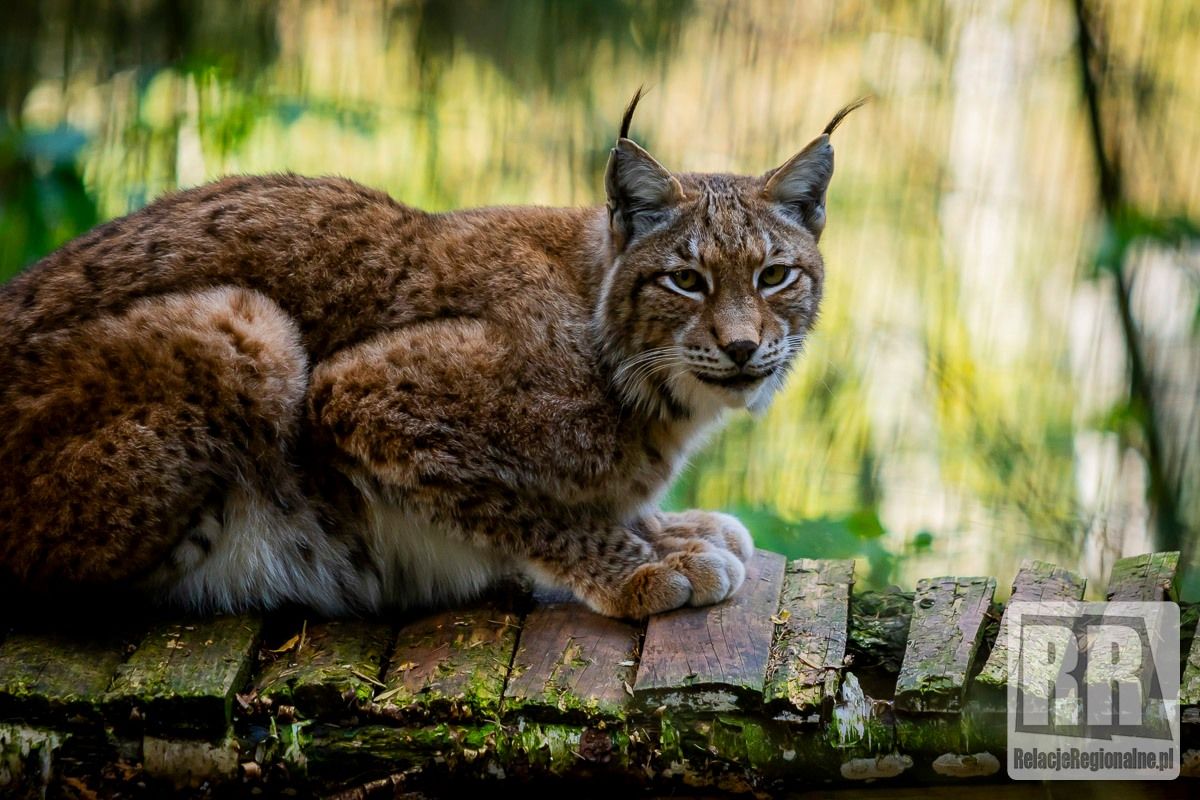 REGION, Łączna: Świąteczna zbiórka dla zwierzaków z ZOO Łączna