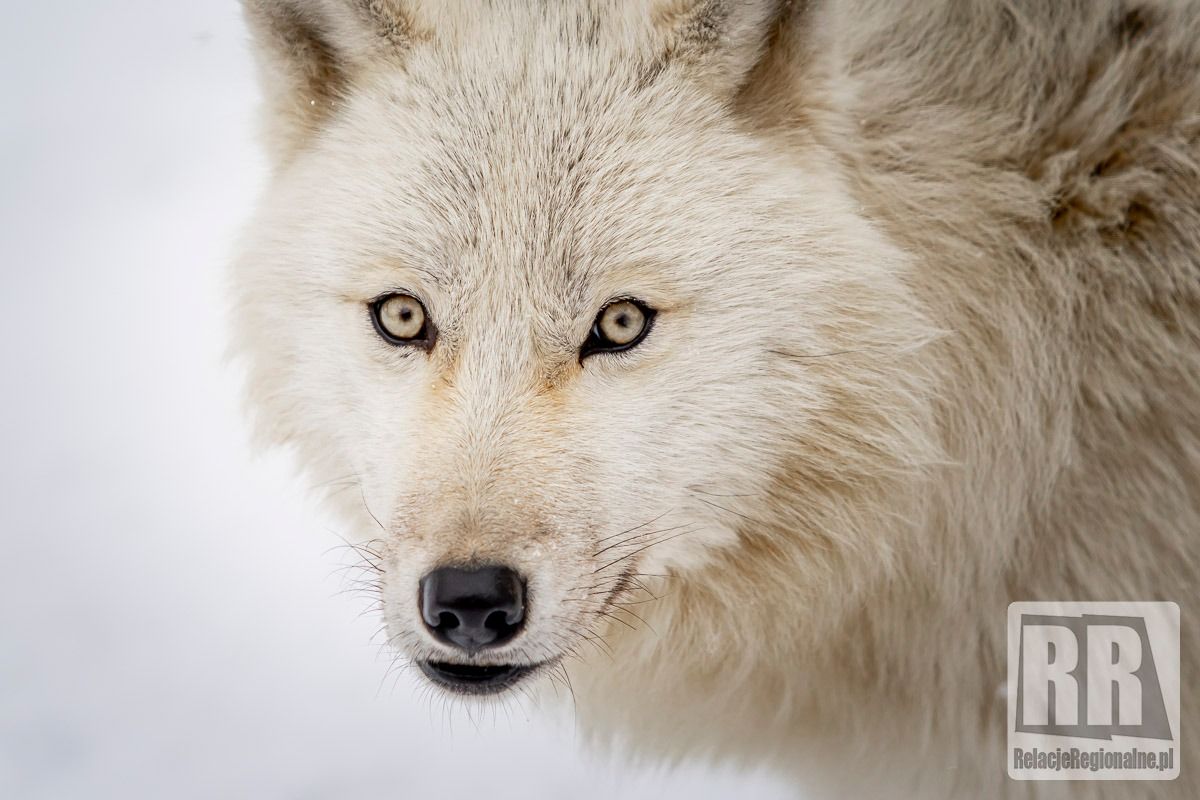 REGION, Łączna: Wilki polarne w gminie Mieroszów