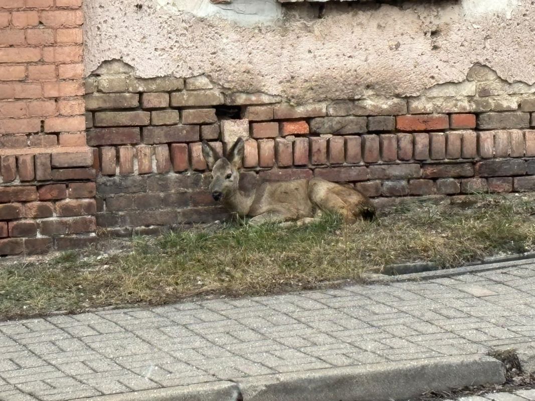 Wałbrzych: Poraniona i bezbronna