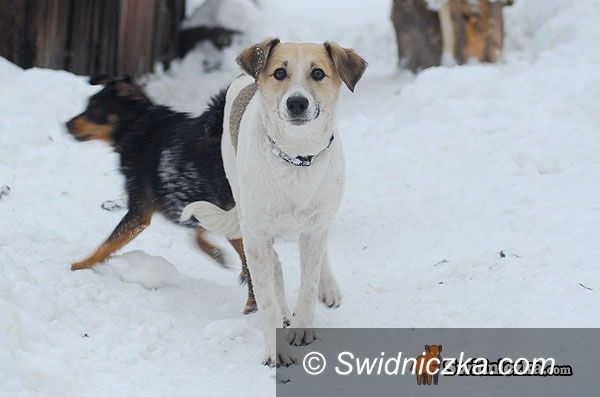 Świdnica: Stado psów wędruje po Świdnicy