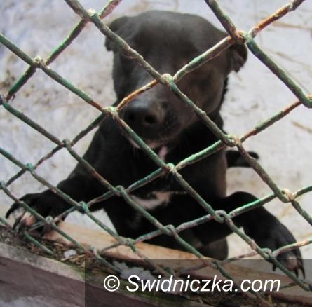 Świdnica/Dobrocin: Właściciel schroniska, do którego trafiały świdnickie psy, oskarżony o znęcanie się nad zwierzętami