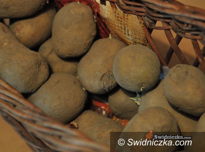 gmina Strzegom: Starsza pani oskarżona o wyniesienie ziemniaków i pół tony węgla z komórki