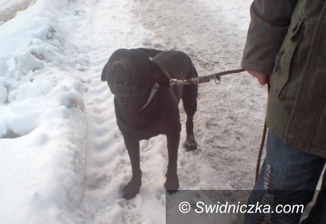Świdnica: Znaleziono psa – czarnego w typie labradora