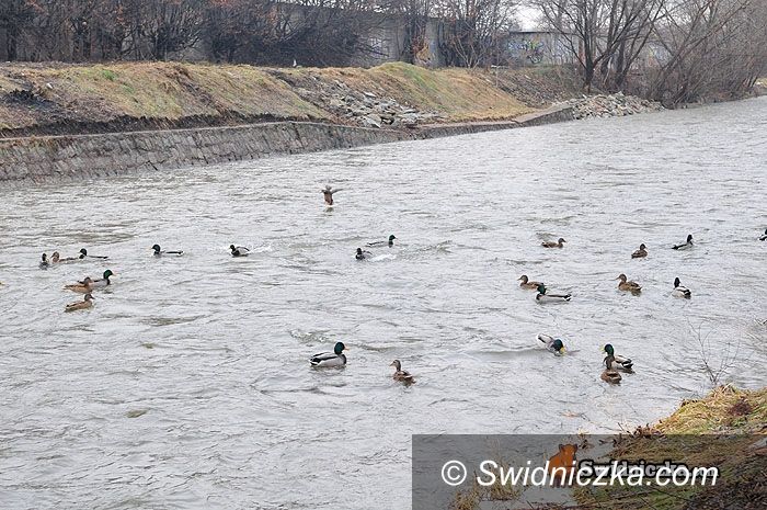 region/powiat świdnicki: Poziom wody w rzekach opadł, ale hydrolodzy znów ostrzegają