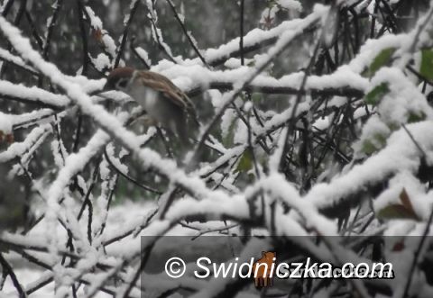 Świdnica/Dolny Śląsk: Zimowy majowy wtorek w Świdnicy i w okolicy