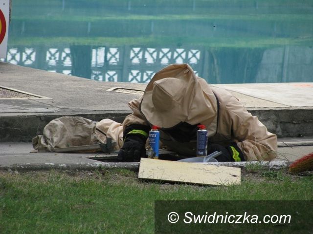 Świdnica: Osy zaatakowały świdnicki basen