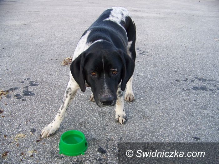 Świdnica: Pies czeka na właściciela