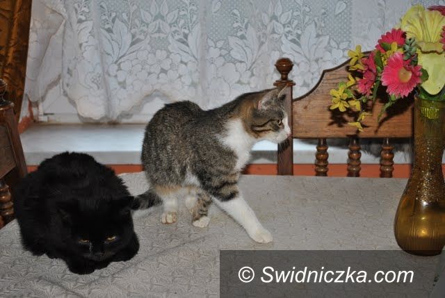 Świdnica/ Uciechów: Do adopcji cztery urocze kociaki