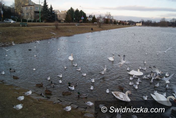 Świdnica: Jak karmić ptaki zimą, by im nie zaszkodzić