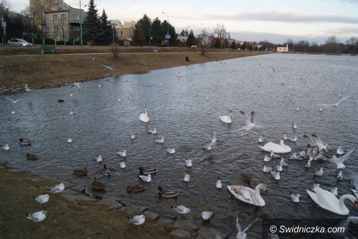 Świdnica: Jak karmić ptaki zimą, by im nie zaszkodzić