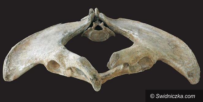 Żarów: Znalezisko kości mamuta oraz ślad pobytu człowieka sprzed ponad 20 000 lat p.n.e.