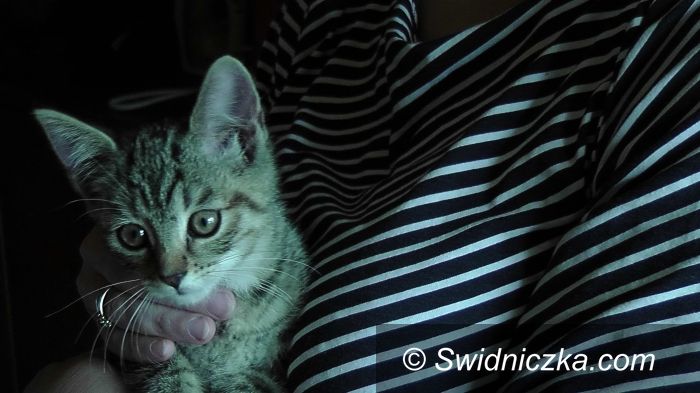 Świdnica: Znaleziony kociak czeka na dom