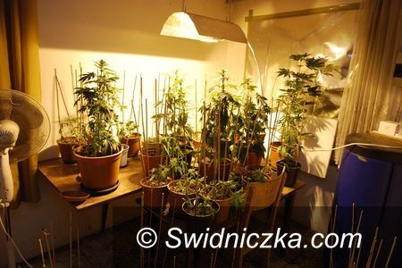 Świdnica: Domowa plantacja marihuany ujawniona