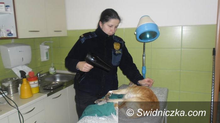 Świdnica: Strażniczka miejska uratowała tonącego psa