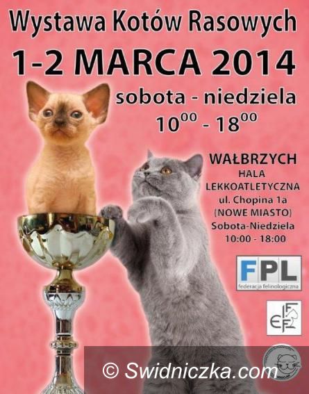 Wałbrzych: Międzynarodowa Wystawa Kotów Rasowych – 1 – 2 marca