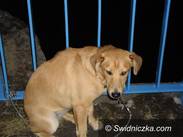 Świdnica: Kolejny pies porzucony przez swojego bezmyślnego właściciela