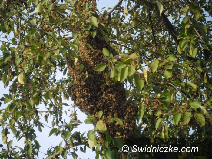 Świdnica: Zażegnali niebezpieczeństwo