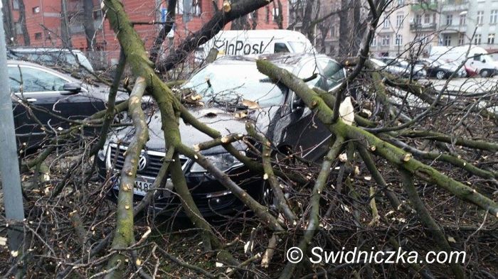 Świdnica: Popołudniowa wichura w Świdnicy, połamane drzewo uszkodziło cztery samochody
