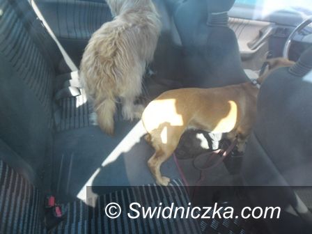 Świdnica: Uwięzione psy w samochodzie