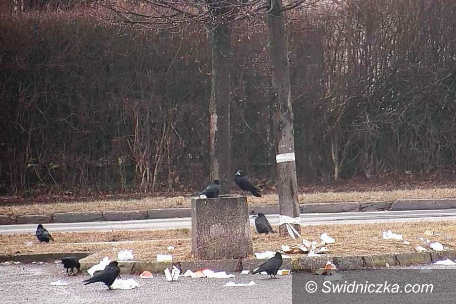 Świdnica: Nie tylko ludzie śmiecą, czyli ptasi bufet