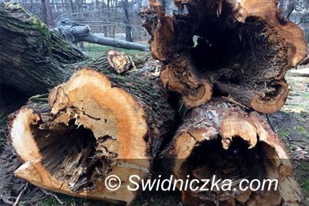Świdnica: Stanowisko Urzędu Miejskiego w Świdnicy w sprawie wycinki drzew w Parku Centralnym