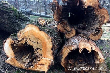 Świdnica: Zmiany w przepisach dotyczących wycinki drzew