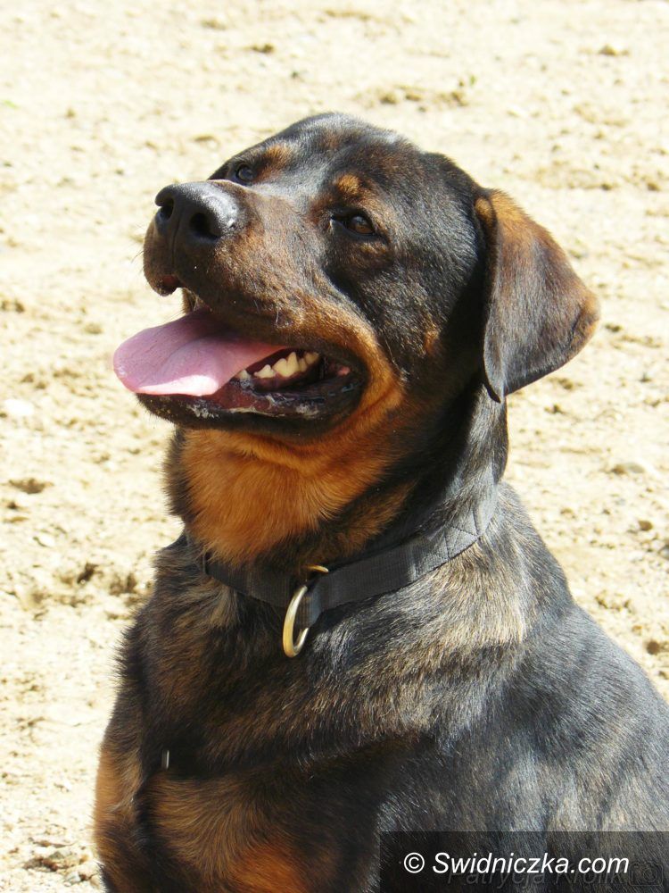 Świdnica: Ursus – pies w typie rottweilera do adopcji