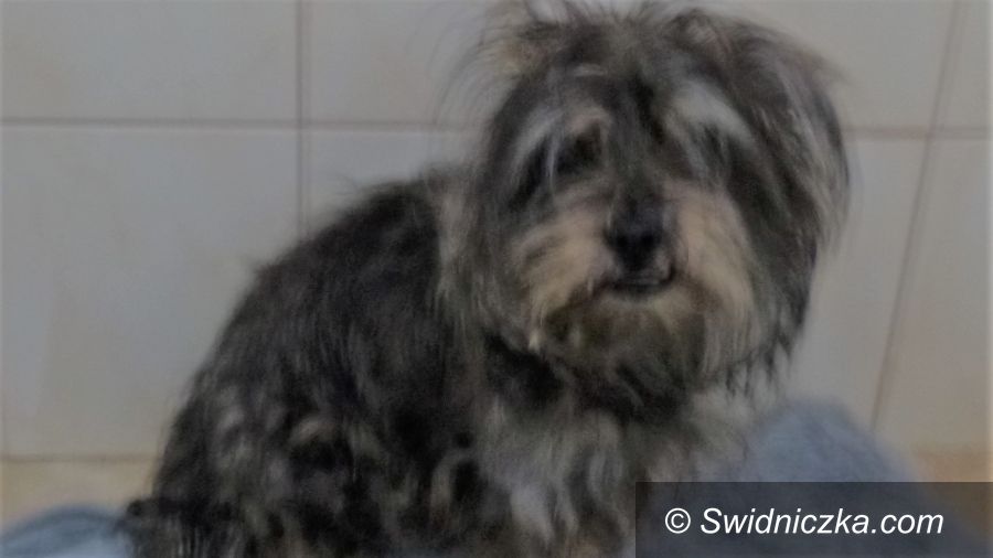 Świdnica: Pies uwolniony z pułapki