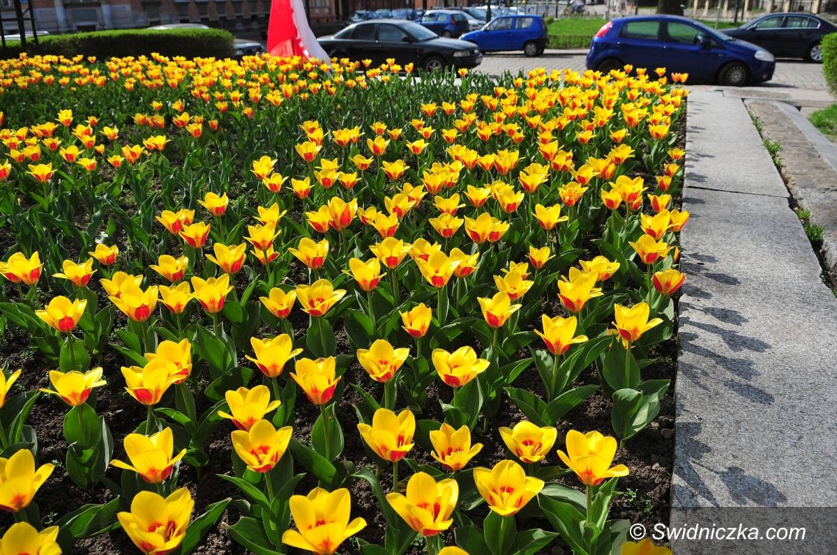 Świdnica: Pierwsze wiosenne kwiaty w Świdnicy