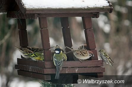 REGION: Zimowe dokarmianie ptaków