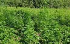 powiat świdnicki: Plantacja marihuany w lesie zlikwidowana