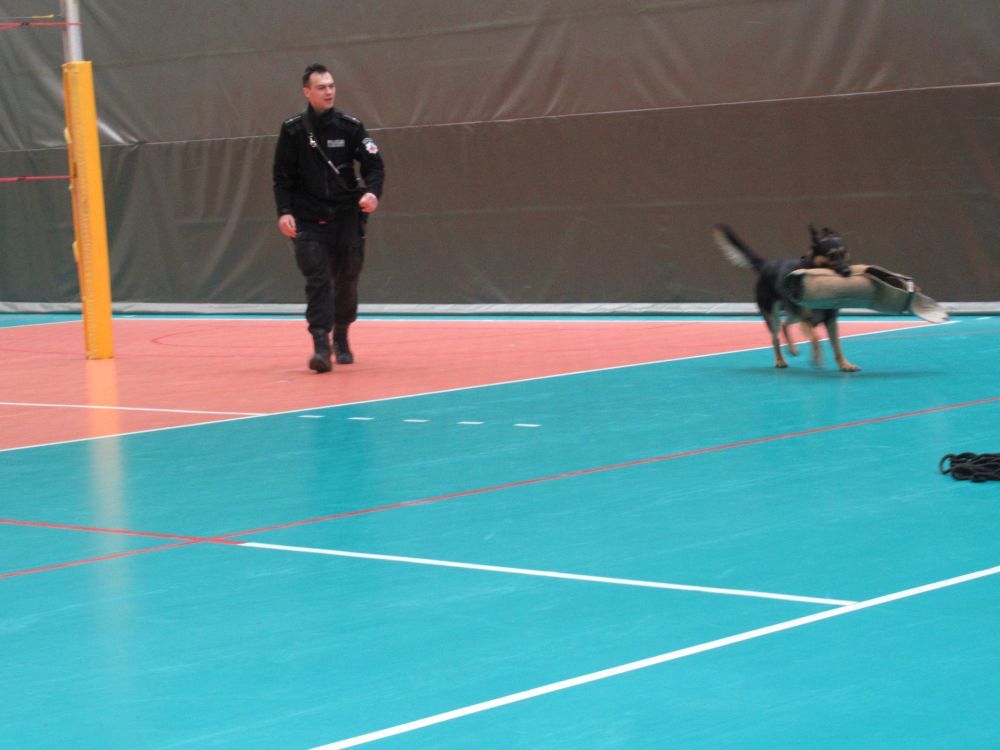 Świdnica: Policyjny pies w szkole