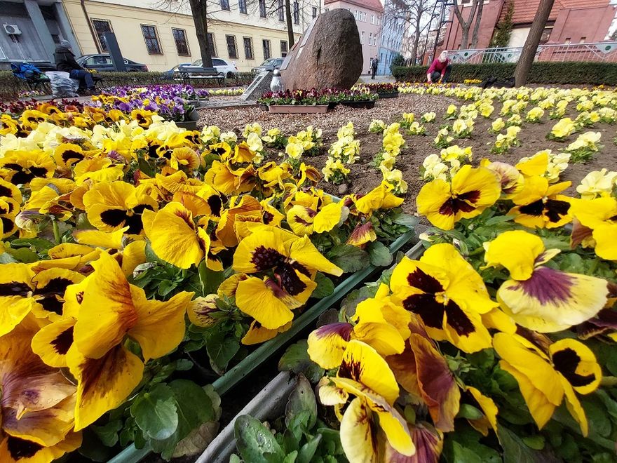 Świdnica: Wiosenne kwiaty