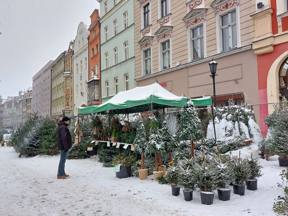 Świdnica: Świdnicka kolęda