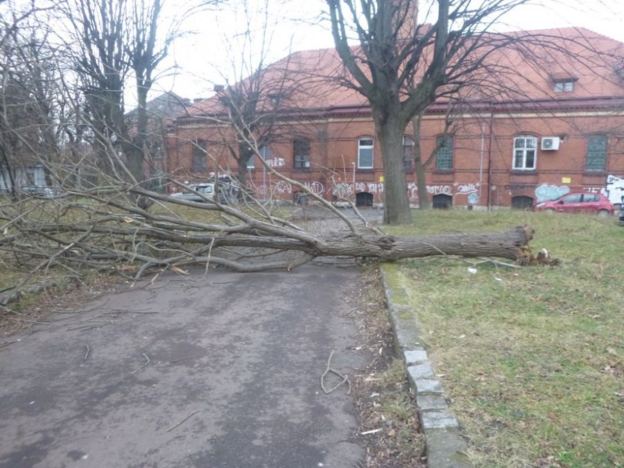 Świdnica: Interwencje strażników