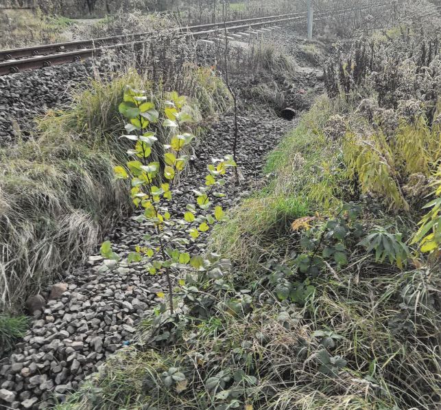 Świdnica: Miasto interweniuje w PKP